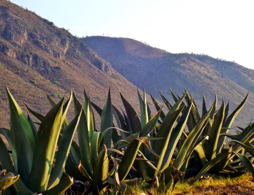 El pulque, una bebida que nace con un proceso complejo.